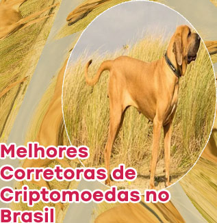 Melhores plataformas criptomoedas Real brasileiro